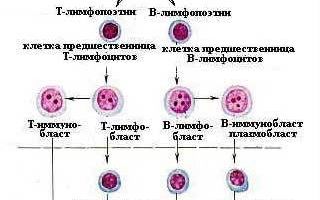 B-лимфоциты: функции, дифференцировка, виды, образование и значение