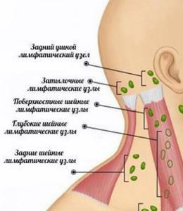 Лимфоузлы на шее: расположение, фото, почему болят, функции и заболевания