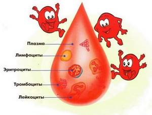 Атипичные лимфоциты: норма в анализе крови у взрослых и детей, причины повышения