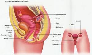 Фиброма матки: чем опасна, симптомы и лечение
