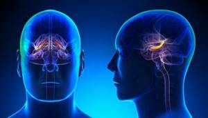 Олигодендроглиома: симптомы, виды, прогноз продолжительности жизни и выздоровления