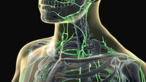 Лимфоузлы на шее: расположение, фото, почему болят, функции и заболевания