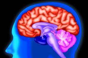 Липома головного мозга: лечение, симптомы и диагностика