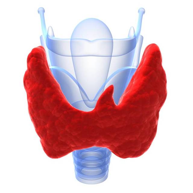 Сцинтиграфия щитовидной железы: как проходит исследование, подготовка, противопоказания и результаты