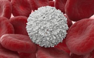 Как быстро поднять лейкоциты в крови после химиотерапии: продукты и препараты