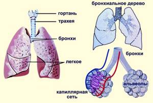 Периферический рак лёгкого: первые симптомы, стадии, причины, диагностика и лечение