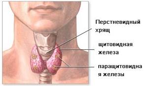 Рак щитовидной железы: симптомы, прогноз после операции, лечение и стадии