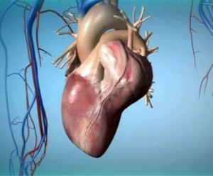 Саркома сердца: симптомы, причины и прогноз