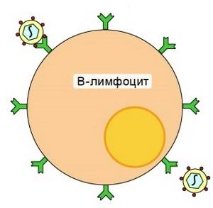 b-лимфоциты: функции, дифференцировка, виды, образование и значение