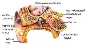 Невринома слухового нерва: симптомы, лечение и удаление