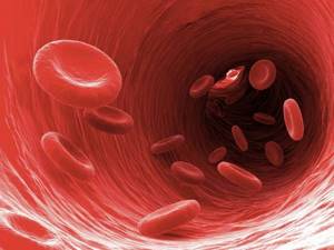Лимфоциты: повышены, понижены, норма в крови, о чём говорят отклонения